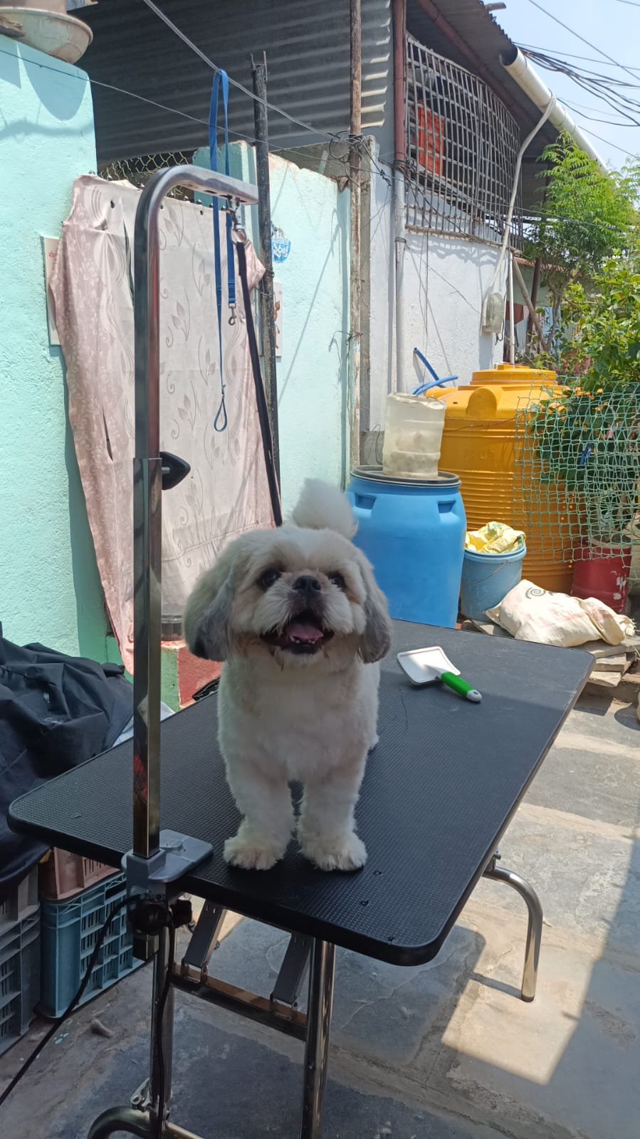 Work by Pawfect Grooming Centre