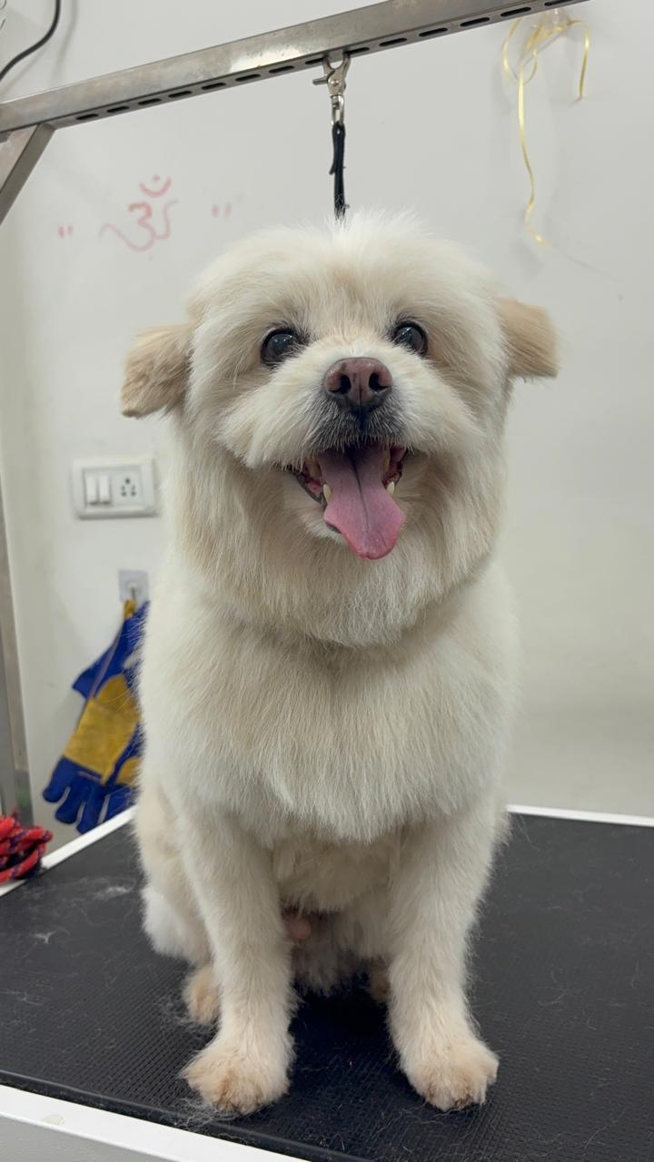 Work by Pawfect Grooming Centre