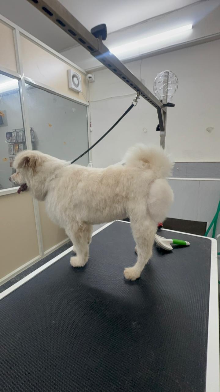 Work by Pawfect Grooming Centre