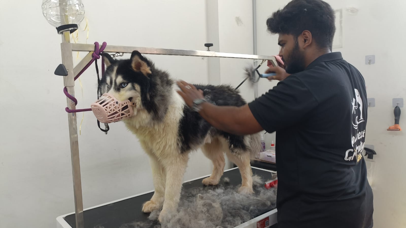 Work by Pawfect Grooming Centre