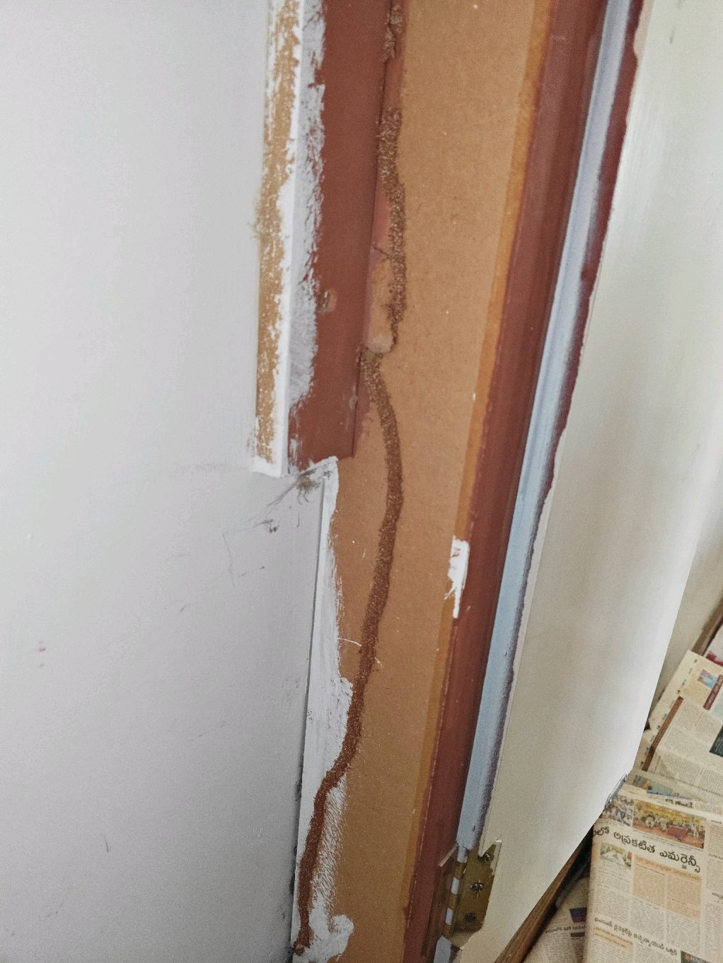 Work by Radhika pest control
