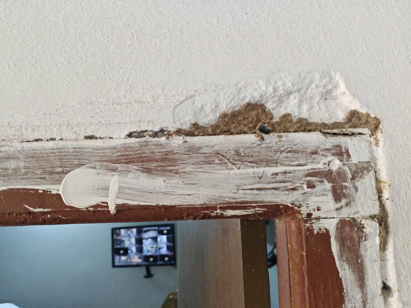 Work by Radhika pest control