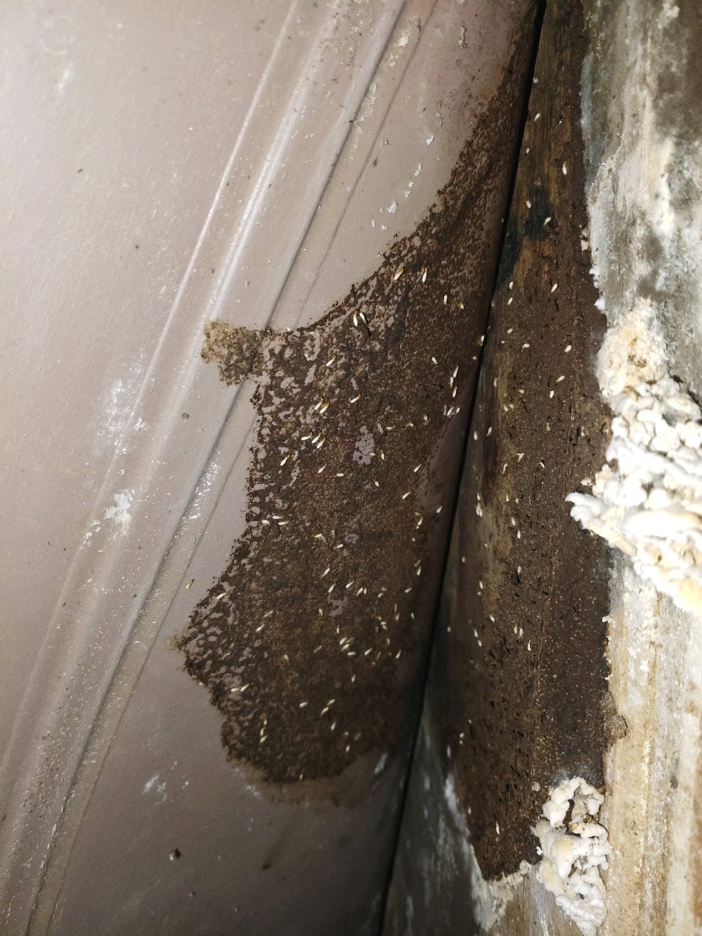Work by Radhika pest control
