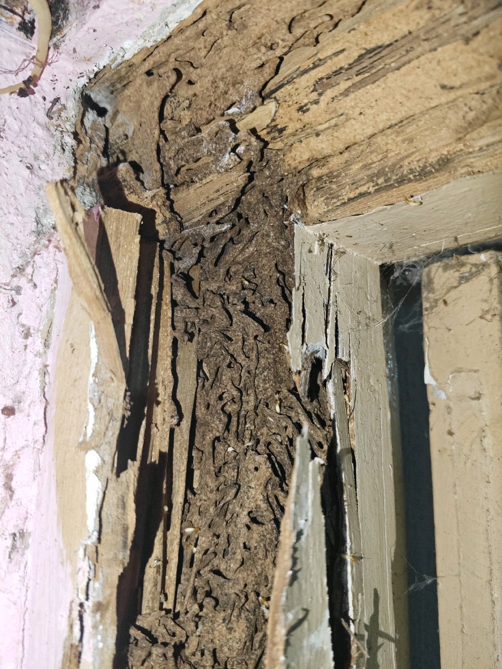 Work by Radhika pest control